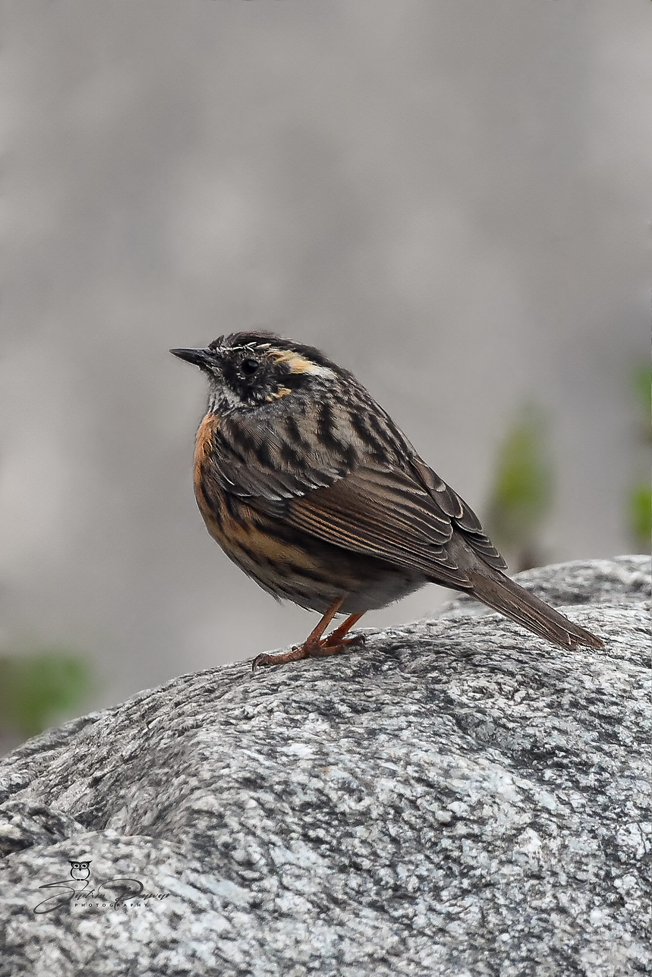 Perching Birds